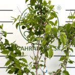 Heptakodium jasmínovité (Heptacodium miconioides) - výška 110-140 cm, kont. C10L